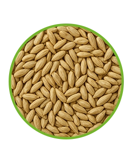 مغز تخمه آفتابگردان