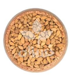 عکس کوچک مغز بادام تلخ کوهی