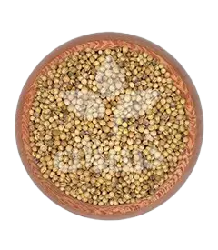 عکس کوچک تخم گشنیز