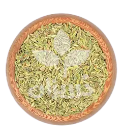 عکس کوچک رازیانه